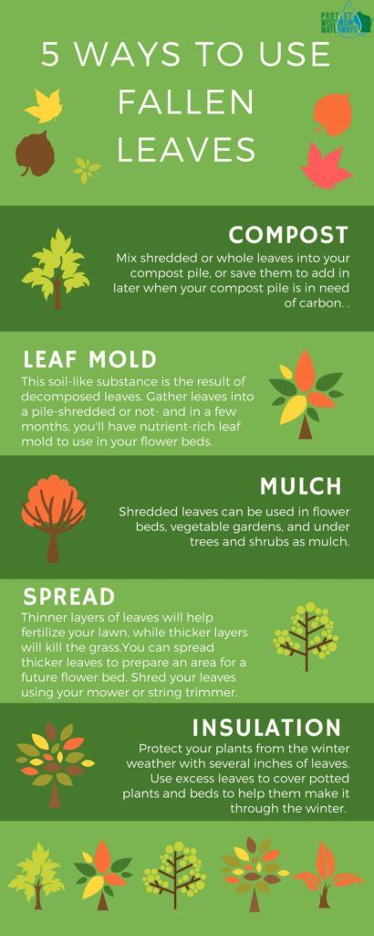 5_Ways_to_Use_Fallen_Leaves (1)
